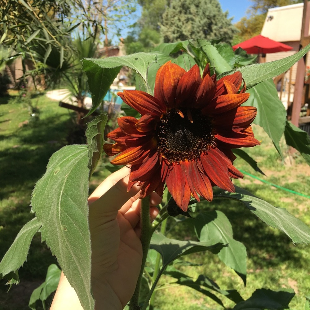 Meet your Posher, Katrina